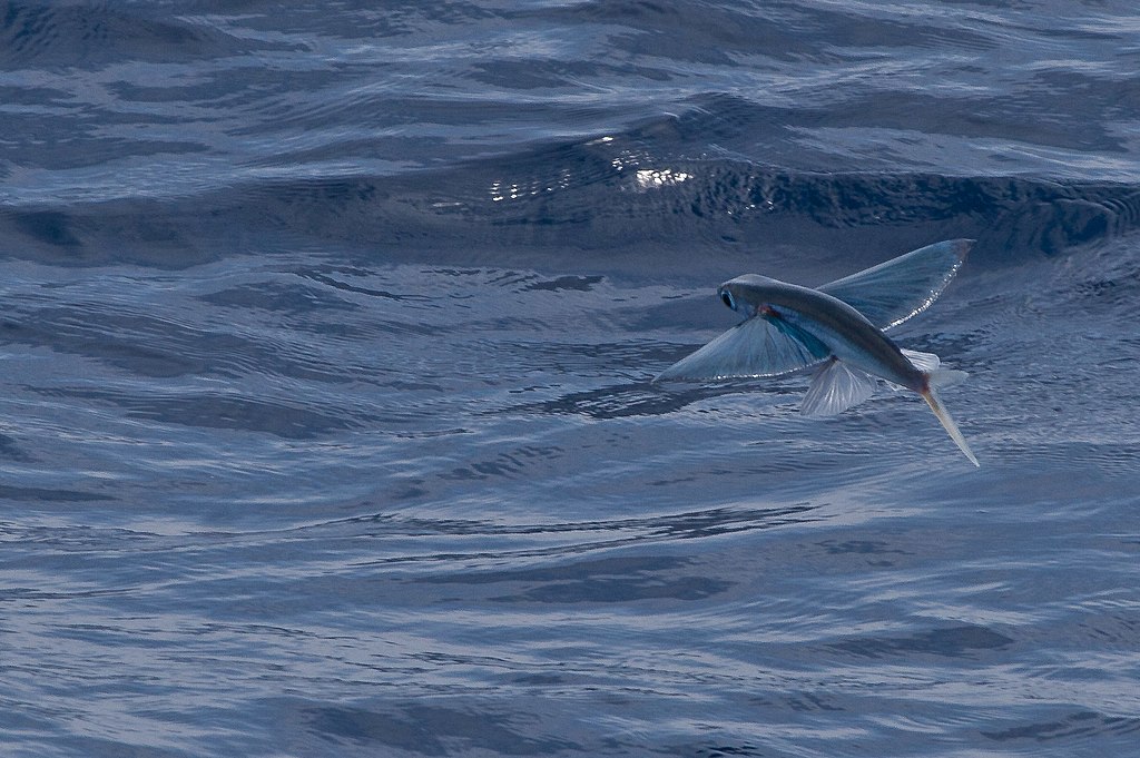 1024px-Flying_Fish_(5800262852)
