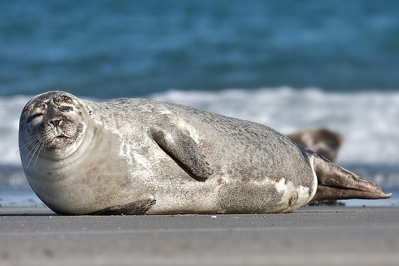 800px-Common_Seal_Phoca_vitulina