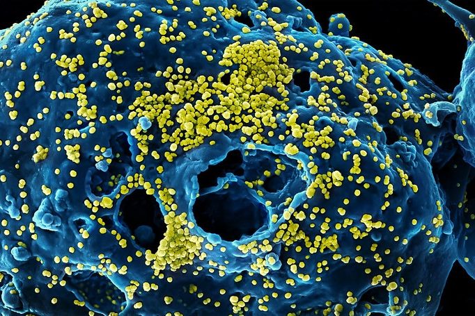 42906595955_537f237c9b_b