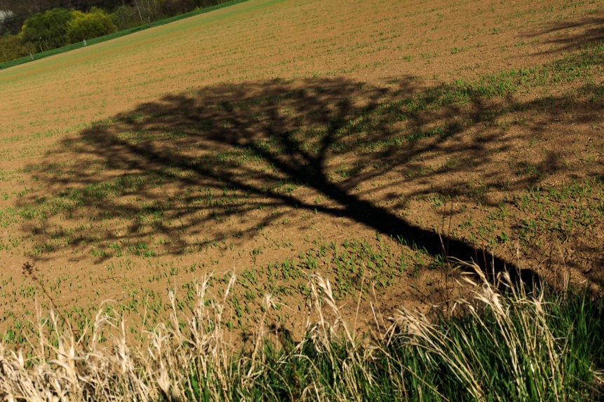 tree shadow