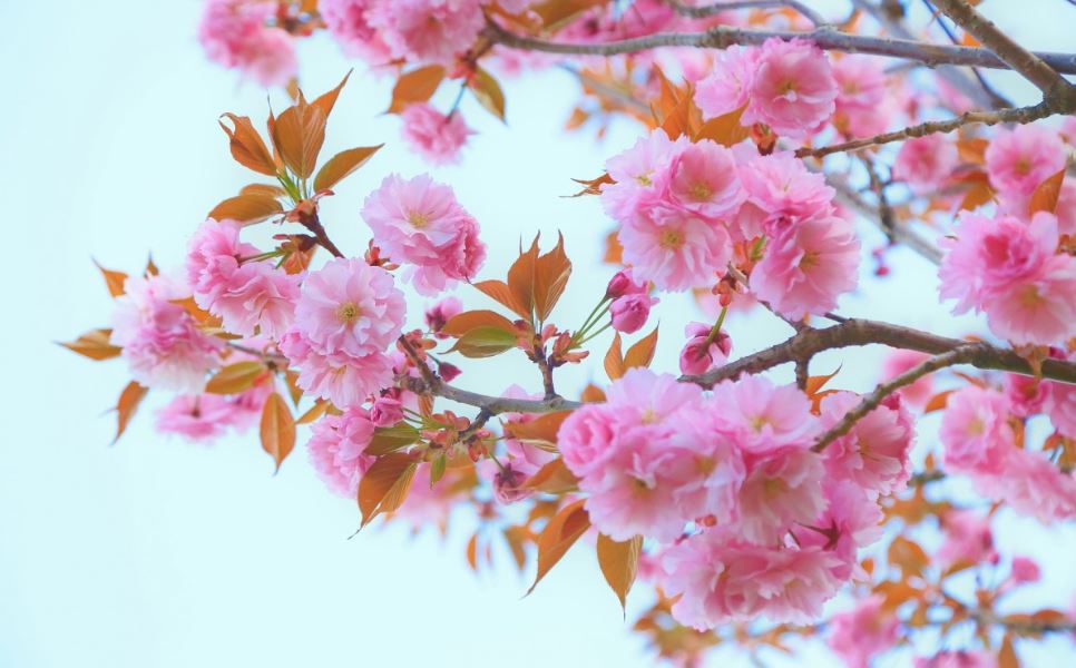 cherry