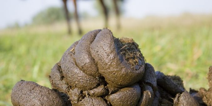mag-een-hond-paardenpoep-720×340