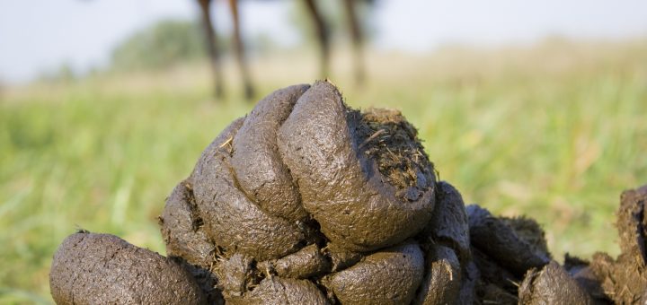 mag-een-hond-paardenpoep-720×340