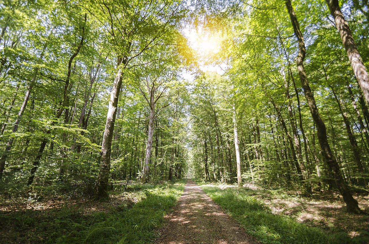 1280px-Forest_on_a_sunny_day
