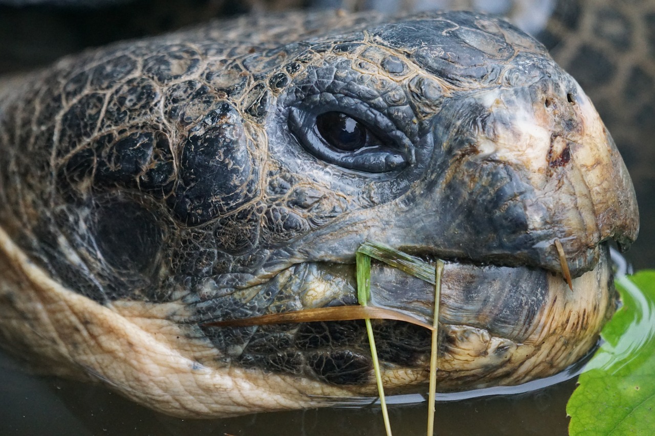giant-tortoise-1467056_1280