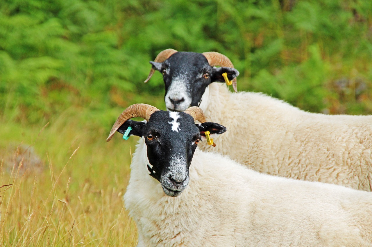 sheep-11709_1280