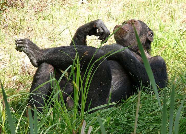 monkey-chimpanzee-relaxed-nature-preview