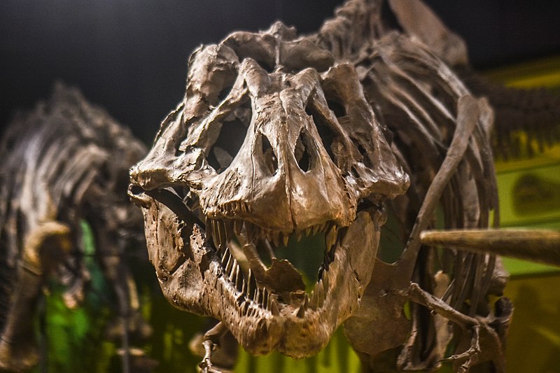 800px-Dinosaur_(30194433104)