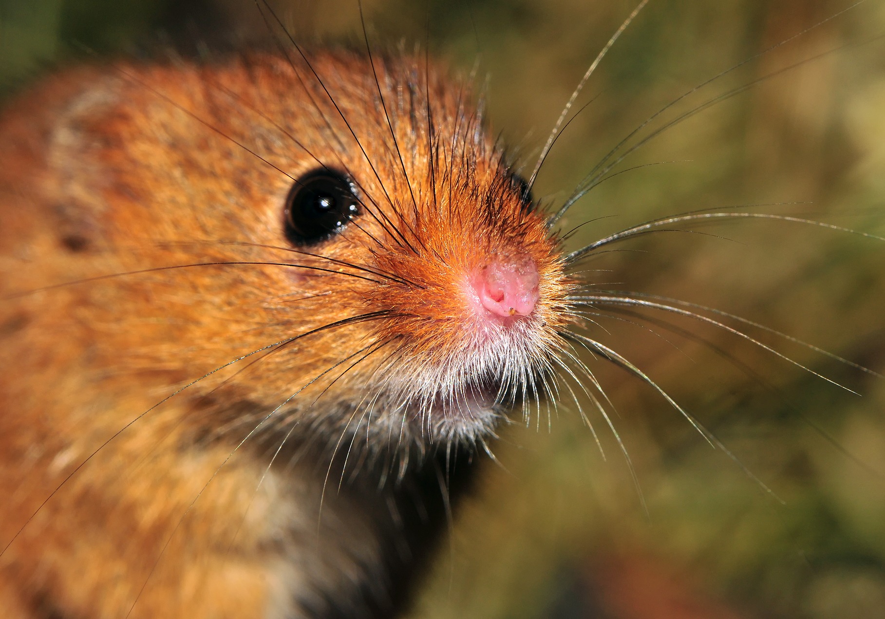 Harvest_Mouse_(face)