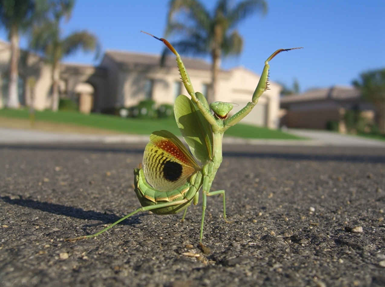 Kumg Fu Mantis