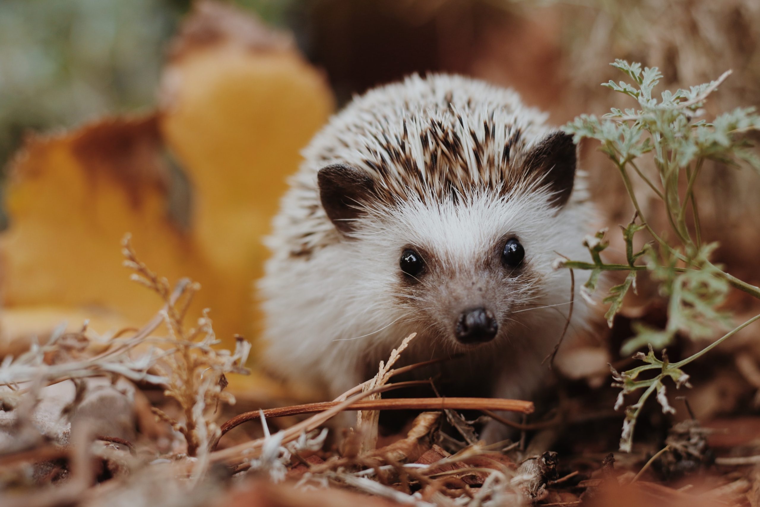 sierra-nicole-narvaeth-D09Nooc3XQw-unsplash