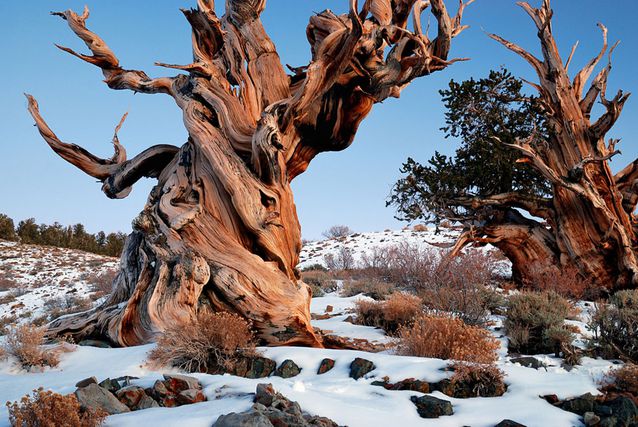 Oldest-Tree