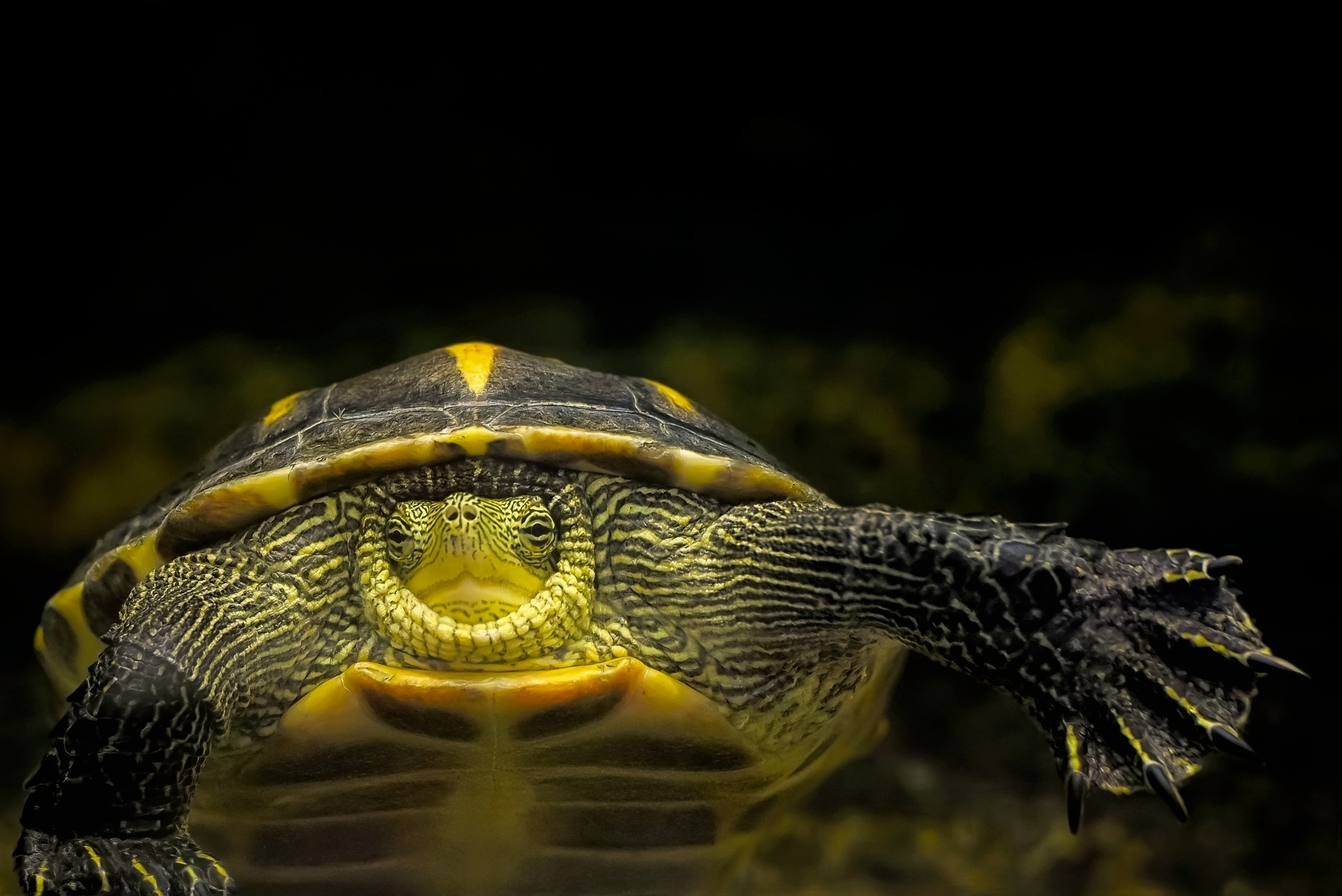 turtle-g8b4865447_1920