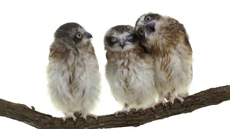 Confused chicks